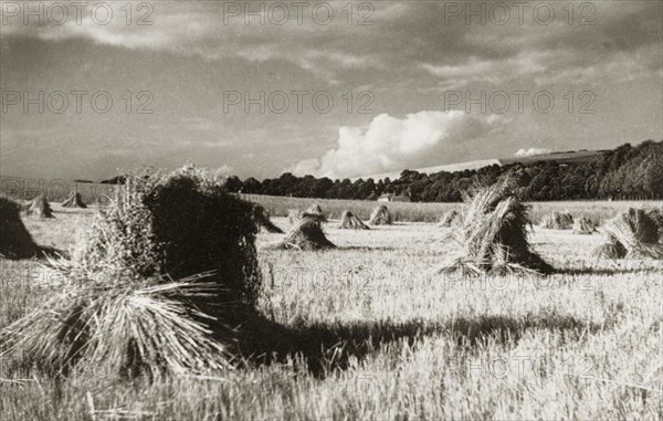 Stooks in an English wheat field. A farmer's field in Jevington, dotted with stooks of wheat awaiting threshing. Jevington, Sussex, England, April 1939., Sussex, England (United Kingdom), Western Europe, Europe .
