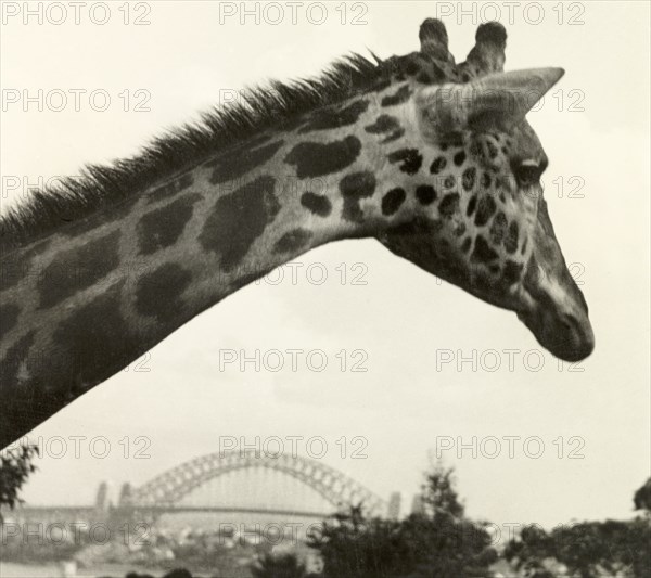 A giraffe at Taronga Zoo. A giraffe at Taronga Zoo looks out over the city towards Sydney Harbour Bridge. Sydney, Australia, 1940. Sydney, New South Wales, Australia, Australia, Oceania.