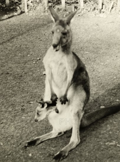 Kangaroo at Taronga Zoo. A kangaroo with a young joey in her pouch at Taronga Zoo. Sydney, Australia, 1940. Sydney, New South Wales, Australia, Australia, Oceania.