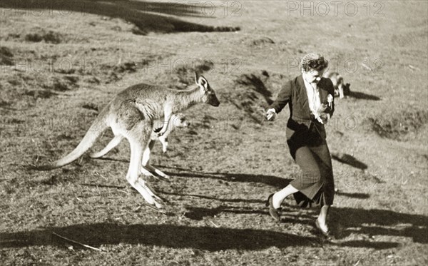 Feeding kangaroos can be dangerous'. A European women is chased by two hungry kangaroos in Taronga Zoo. Sydney, Australia, 1940. Sydney, New South Wales, Australia, Australia, Oceania.