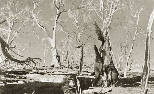 Eucalyptuses after a bushfire, Australia. The skeletal remains of a cluster of eucalyptus or gum trees after a bushfire. New South Wales, Australia, 1940., New South Wales, Australia, Australia, Oceania.
