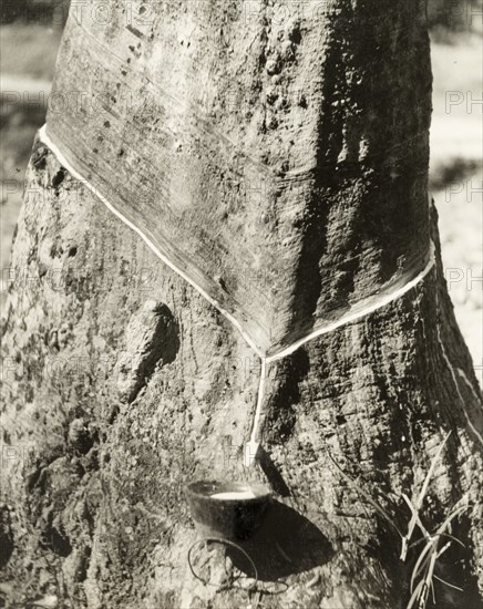 A tree trunk tapped for latex, British Malaya. The trunk of a Para rubber tree (Hevea brasiliensis) has been tapped for latex, its bark incised so that its sap can be collected in a small container. An original caption comments that "the marks of previous days and weeks can be seen (further) up the trunk". Perak, British Malaya (Malaysia), September 1940., Perak, Malaysia, South East Asia, Asia.
