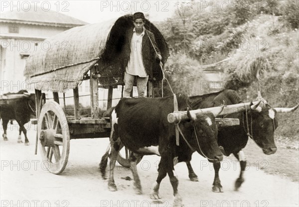 Driving a wagon to market, Darjeeling. A man drives a cattle-drawn wagon to market. Darjeeling, India, 1942. Darjeeling, West Bengal, India, Southern Asia, Asia.