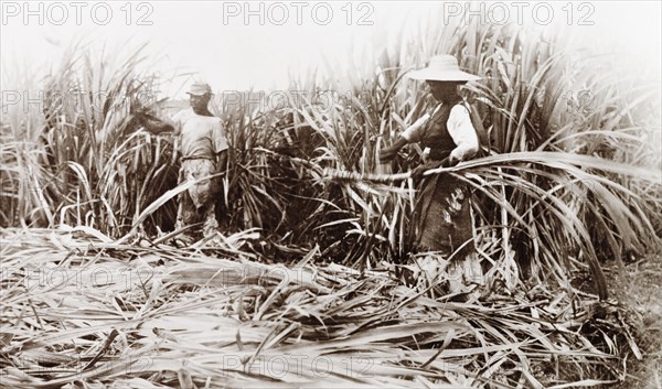 Sugar cane cutters, Jamaica. Two Jamaican labourers use machetes to harvest sugar cane at a plantation. Jamaica, circa 1925. Jamaica, Caribbean, North America .