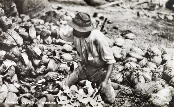 Cracking open cocontus, Trinidad. A labourer kneels amidst a pile of coconut shells as he cracks open harvested coconuts at a plantation. Trinidad, circa 1930., Trinidad and Tobago, Trinidad and Tobago, Caribbean, North America .