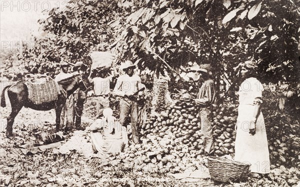 Harvesting cocoa pods, Trinidad. A group of Trinidadian labourers work beside a large pile of harvested cocoa pods, which they crack open and store in baskets and panniers on a donkey. Trinidad, circa 1920., Trinidad and Tobago, Trinidad and Tobago, Caribbean, North America .