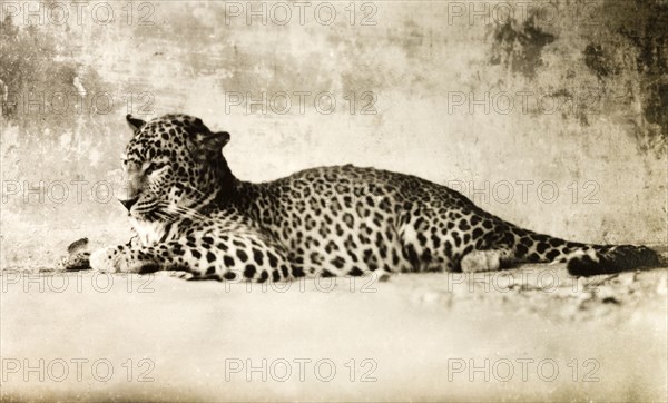 Carcass of a leopard. The carcass of an adult leopard (Panthera pardus) is posed for the camera, shortly after being shot by European big game hunters. Mandagadde, Mysore State (Karnataka), India, circa 1935., Karnataka, India, Southern Asia, Asia.