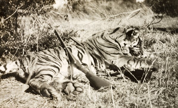 Carcass of an adult Bengal tiger. The carcass of an adult Bengal tiger (Panthera tigris tigris) is posed for the camera with guns propped up against its body, after being shot by European big game hunters. Mandagadde, Mysore State (Karnataka), India, circa 1935., Karnataka, India, Southern Asia, Asia.