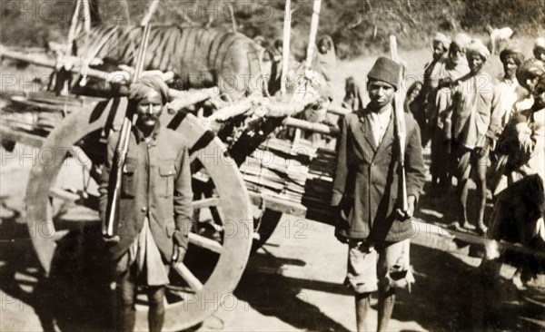 Shikaris' transporting tiger carcass. The carcass of an adult Bengal tiger (Panthera tigris tigris) shot during a big game hunt is transported by Indian guides and 'shikaris' (professional hunters) on a large, two-wheeled cart. Mandagadde, Mysore State (Karnataka), India, circa 1935., Karnataka, India, Southern Asia, Asia.