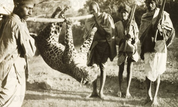 Indian guides carrying leopard carcass. Two Indian guides or 'shikaris' (professional hunters) carry the stiffened carcass of a leopard on a pole, which has been shot by European big game hunters. Mandagadde, Mysore State (Karnataka), India, circa 1935., Karnataka, India, Southern Asia, Asia.