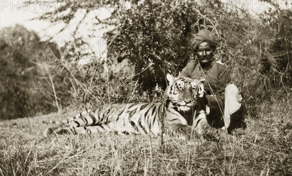 Indian 'shikari' posing beside tiger carcass. An Indian 'shikari' (professional hunter) poses beside the carcass of an adult Bengal tiger (Panthera tigris tigris) shot by European big game hunters. Mandagadde, Mysore State (Karnataka), India, circa 1935., Karnataka, India, Southern Asia, Asia.