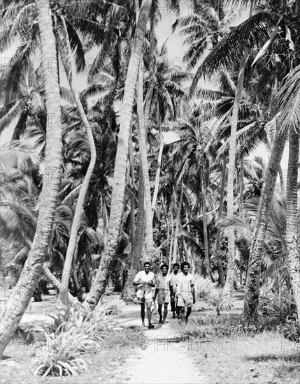 A coconut grove on Naviti. Four men walk along a sandy track through a grove of coconut palms on the volcanic island of Naviti. Naviti, Fiji, 1965. Fiji, Pacific Ocean, Oceania.