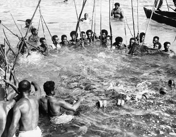A Fijian fish drive. A large group of men holding long sticks stand in a circle, up to their necks in water, as they struggle to contain a net full of fish during a fish drive. In drives such as this, the net is laid on the seabed in shallow water and retracted as soon as a shoal of fish swims across it. Fiji, 1965. Fiji, Pacific Ocean, Oceania.