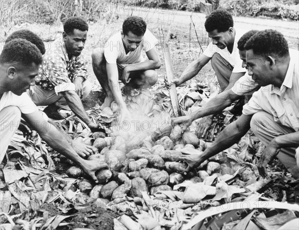 Cooking sweet potatoes in a 'lovo'. A group of men prepare for a feast by packing sweet potatoes into a 'lovo' (ground oven) to cook for several hours. Fiji, 1965. Fiji, Pacific Ocean, Oceania.