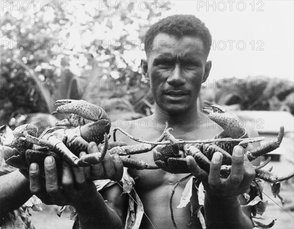 Two coconut crabs. A bare-chested Fijian man holds up two large coconut crabs (Birgus latro) for the camera. An original caption comments: "These crabs live on the ground but climb the tallest palms to eat the coconuts. To catch them, the Fijians tie grass round the trunk of the palm. When the crab backs down and feels the grass it releases its hold on the trunk and drops to the ground, being either killed or stunned by the fall". Fiji, 1965. Fiji, Pacific Ocean, Oceania.