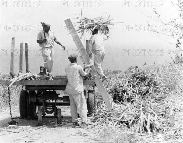 Sugar cane harvest, Barbados. Three men harvest sugar cane at a plantation, cutting the crop into manageable lengths with a machete before stacking it onto a trailer. Barbados, 1965., Barbados, Caribbean, North America .