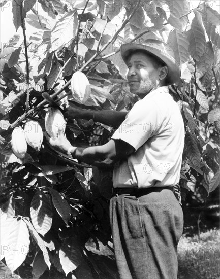 Harvesting a cacao pod. A Grenadian farmer uses a machete to slice a ripe cacao pod from a tree on a cocoa plantation. Grenada, 1965. Grenada, Caribbean, North America .