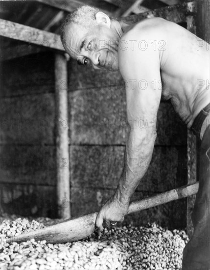 Inside a cocoa drying shed. A Grenadian worker bends over a pile of cocoa beans drying inside a shed, holding a wooden shovel in both hands. Grenada, 1965. Grenada, Caribbean, North America .