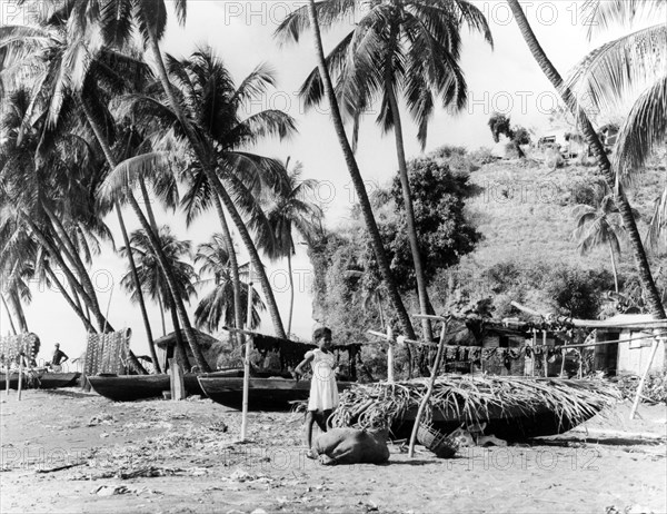 Fishing beach in St Vincent . Fishing boats rest below palm trees on a sandy beach in St Vincent. St Vincent, 1965., St Vincent and the Grenadines, Caribbean, North America .