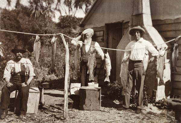 The day's fishing catch. Three men gaze proudly at a selection of exotic fish hanging on a line, which have been caught during a fishing trip in the Pacific Ocean. South Island, New Zealand, 1902. New Zealand, New Zealand, Oceania.