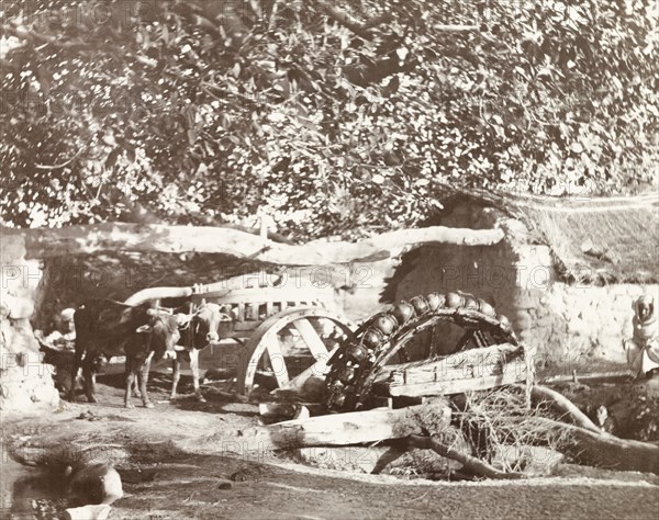 Ox driven water wheel. Farm workers oversee two oxen as they walks in circles to turn the wooden axel of a water wheel. United Provinces (Uttar Pradesh), India, January 1903., Uttar Pradesh, India, Southern Asia, Asia.