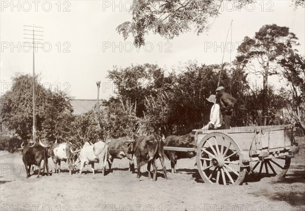 A bullock-drawn cart, Durban. A team of bullocks pull a two-wheeled cart along a rural road. Durban, South Africa, 1904. Durban, KwaZulu Natal, South Africa, Southern Africa, Africa.