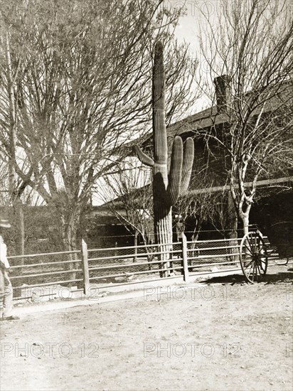 A Saguaro cactus, Arizona. A large Saguaro cactus (Carnegiea gigantea) outside Tucsan railway station. Tucson, Arizona, United States of America, March 1902. Tucson, Arizona, United States of America, North America, North America .