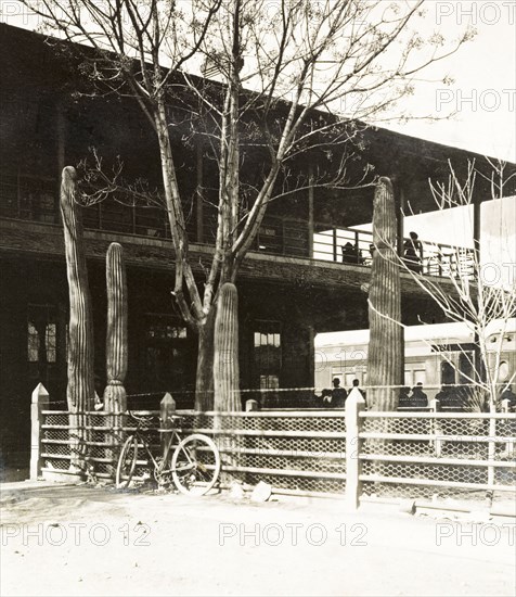 Large Saguaro cacti, Arizona. A cluster of large Saguaro cacti (Carnegiea gigantea) in an enclosure by Tucsan railway station. Tucson, Arizona, United States of America, March 1902. Tucson, Arizona, United States of America, North America, North America .