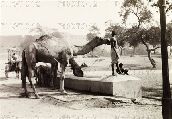 Camels drinking from a trough, Agra. An Indian man stands by a water trough outside the walls of Agra fort, while his camels drink alongside two donkeys. Agra, United Provinces (Uttar Pradesh), India, December 1902. Agra, Uttar Pradesh, India, Southern Asia, Asia.