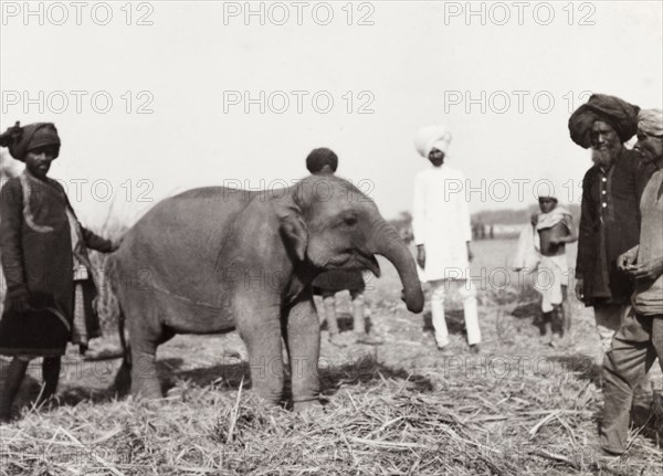 Baby elephant at Coronation Durbar, 1903. An eight month old elephant with its handlers at the Coronation Durbar camp. The baby elephant was with the Maharajah of Patiala's royal entourage, but was too young to join in the processions. Delhi, India, circa 1 January 1903. Delhi, Delhi, India, Southern Asia, Asia.