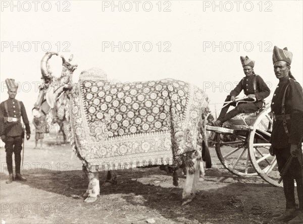 Caparisoned yaks at Coronation Durbar, 1903. Two caparisoned yaks pull a carriage at Edward VII's Coronation Durbar. Delhi, India, circa 1 January 1903. Delhi, Delhi, India, Southern Asia, Asia.