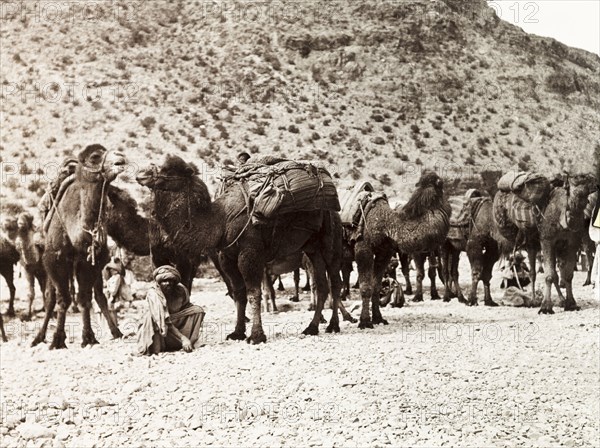 Camels on the Khyber Pass. Bactrian camels (Camelus bactrianus) form a caravan on the Khyber Pass. An original caption comments that 'many hundreds of camels (and) donkeys pass in one long procession twice a week under guard of Afridi soldiers'. North West Frontier Province, India (Pakistan), February 1903., North West Frontier Province, Pakistan, Southern Asia, Asia.