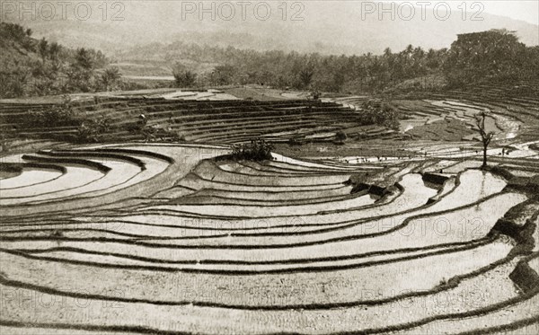Terraced rice fields, Java. View over a series of terraced rice fields. An original caption comments: "Not a square foot of ground is wasted". Java, Indonesia, July 1940., Java, Indonesia, South East Asia, Asia.
