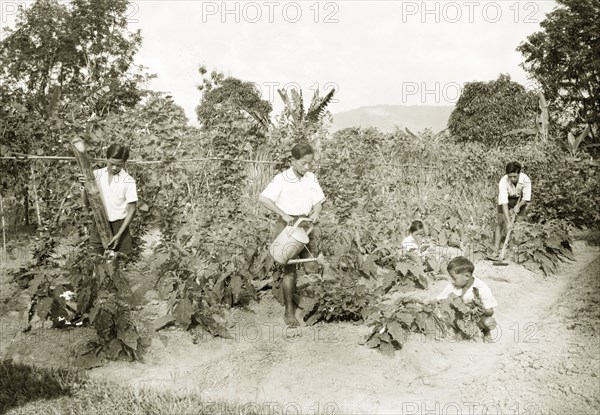 Children tending the school garden, North Borneo. Children tend to a vegetable patch in their school garden, using gardening equipment and methods provided by health officers at Keningau Health Centre. Keningau, North Borneo (Sabah, Malaysia), circa 1937. Keningau, Sabah (North Borneo), Malaysia, South East Asia, Asia.