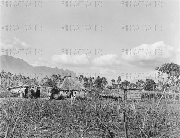 A field of sugar cane near Nadi. Various thatched outbuildings sit behind a field of newly planted sugar cane on a small plantation near Nadi. Viti Levu, Fiji, 1965. Nadi, Viti Levu, Fiji, Pacific Ocean, Oceania.