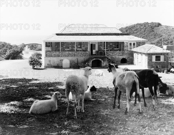 Sheep at Nelson's Dockyard. Sheep rest beneath a shady tree in front of a colonial building at Nelson's Dockyard. English Harbour, Antigua, 1965. English Harbour, St Paul (Antigua and Barbuda), Antigua and Barbuda, Caribbean, North America .