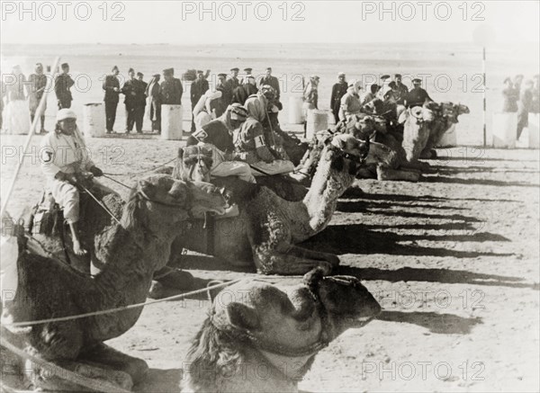 Camel racing in Be'er Sheva. A line of kneeling camels prepare to race, carrying Arab riders with numbers on their sleeves. Related photographs show the event was attended by the Mayor of Be'er Sheva, Sheikh Taj ed Din es Sha'ath, and British officials. Be'er Sheva, British Mandate of Palestine (South Israel), 27 February 1944. Be'er Sheva, South (Israel), Israel, Middle East, Asia.
