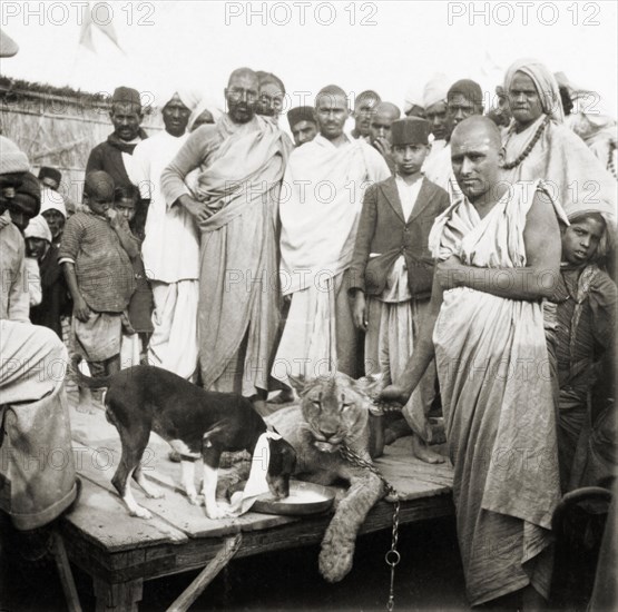 Lion on display at the Ardh Kumbh Mela. A crowd of Hindu pilgrims at the Ardh Kumbh Mela gather around a live Asiatic lion, which has been propped up for the camera. A small dog drinks from a bowl of milk positioned between the big cat's paws. Allahabad, United Provinces (Uttar Pradesh), India, January 1936. Allahabad, Uttar Pradesh, India, Southern Asia, Asia.