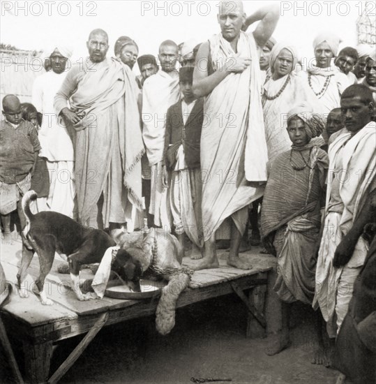 Live lion at the Ardh Kumbh Mela. A crowd of Hindu pilgrims at the Ardh Kumbh Mela gather around a live Asiatic lion, which lies slumped on a wooden platform. A small dog drinks from a bowl of milk positioned between the big cat's paws. Allahabad, United Provinces (Uttar Pradesh), India, January 1936. Allahabad, Uttar Pradesh, India, Southern Asia, Asia.