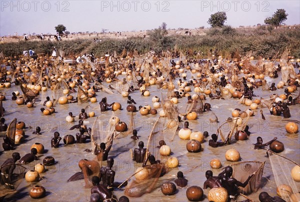 The Argungu fishing festival. Nigerian fishermen, equipped with scoop-shaped fishing nets and gourds, compete with each other to catch the biggest fish in the Sokoto River during Argungu's annual international fishing festival. Argungu, Nigeria, 1963. Argungu, Kebbi, Nigeria, Western Africa, Africa.