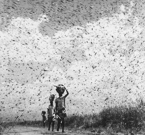 A swarm of locusts, Kenya. Three men walk along a dirt road, carrying bundles on their heads amidst a dense swarm of locusts. Kamando, Kenya, 1933. Kamando, Central (Kenya), Kenya, Eastern Africa, Africa.