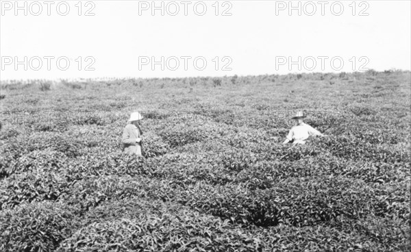 A tea estate at Kericho, Kenya. Two European farmers stand waist-deep in tea bushes on the Brooke Bond tea estate in Kericho. This area of south west Kenya has a high altitude and regular rainfall, making it particularly suitable for tea cultivation. Kericho, Kenya, circa 1935. Kericho, Rift Valley, Kenya, Eastern Africa, Africa.