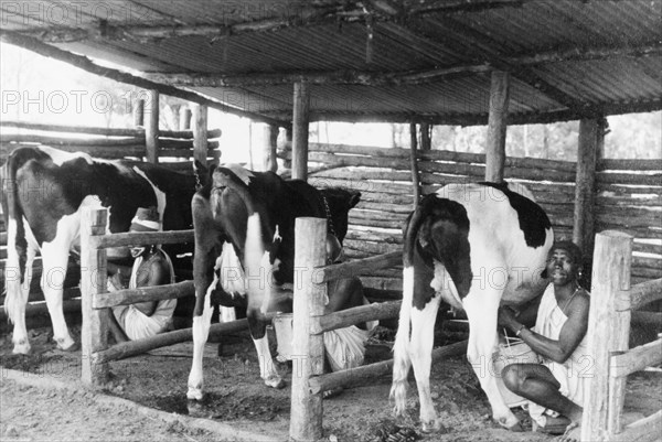 One man, one cow'. Friesian cows stand in the stalls of a cowshed, being milked by African farm hands on a farm near Molo. A related caption caption comments: "Milking was often done in pails moved about in the open pastures. In areas of low rainfall, a ranch might cover 30,000 to 40,000 acres". Near Molo, Rift Valley, Kenya, circa 1950. Molo, Rift Valley, Kenya, Eastern Africa, Africa.