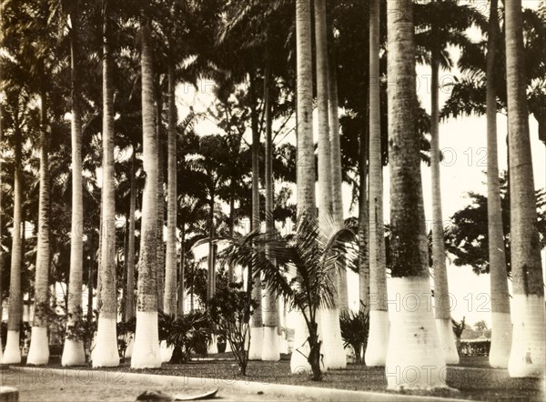 Painted palm trees, Costa Rica. A cluster of palm trees in Limon, all of which have had the bases of their trunks painted white. Limon, Costa Rica, circa 1931. Limon, Limon, Costa Rica, Central America, North America .