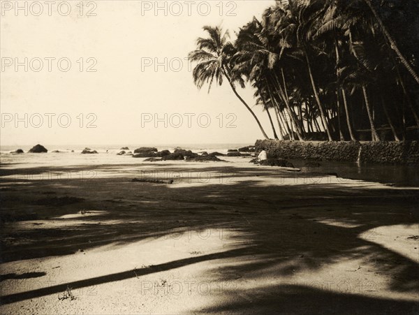 Palm trees on Cannanore beach. Palm trees line a sandy beach at Cannanore. Cannanore (Kannur), Kerala, India, circa 1936. Kannur, Kerala, India, Southern Asia, Asia.