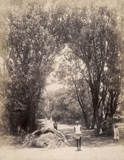 Bazaar Road, Matheran. People mill about on a tree-lined section of Bazaar Road at the hill station of Matheran. Matheran, Maharashtra, India, circa 1883. Matheran, Maharashtra, India, Southern Asia, Asia.