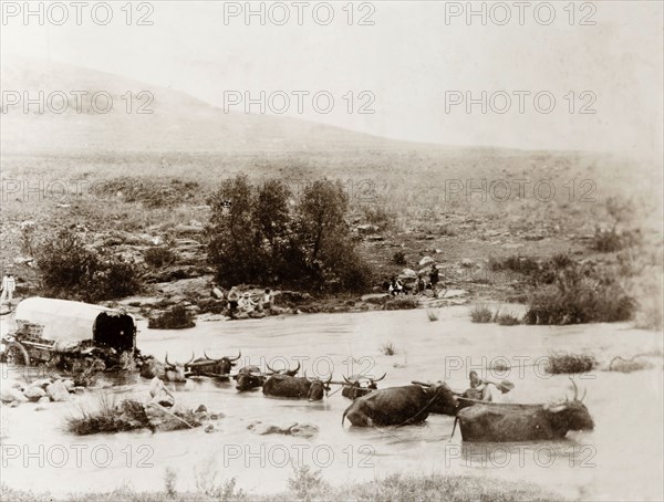 Cattle struggle to cross floodwater. A team of cattle pulling a covered cart struggle to cross floodwaters caused by a burst dam. The freak rainfall, which caused the floods, destroyed 176 buildings and shops in the town of Bloemfontein and killed approximately 25 people. Near Bloemfontein, South Africa, circa 17 January 1904. Bloemfontein, Free State, South Africa, Southern Africa, Africa.