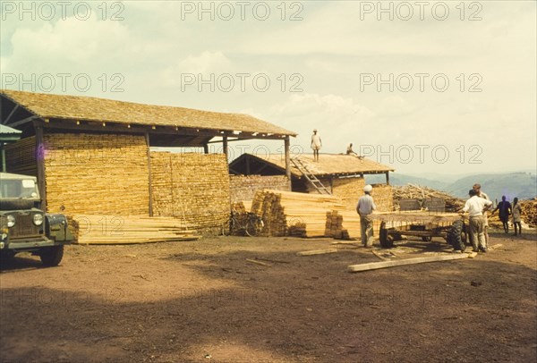 Produce from Mafuga sawmill. Planks and lengths of processed timber are stacked high in open sheds at a new sawmill in Mafuga Forest, "the first such venture in Uganda". Mafuga, Kigezi, South West Uganda, September 1963., West (Uganda), Uganda, Eastern Africa, Africa.