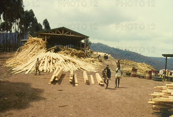 Produce from Mafuga sawmill. Planks and lengths of processed timber are stacked high at a new sawmill in Mafuga Forest, "the first such venture in Uganda". Mafuga, Kigezi, South West Uganda, September 1963., West (Uganda), Uganda, Eastern Africa, Africa.