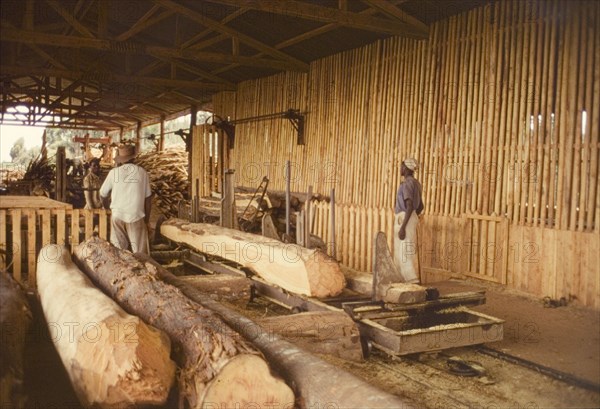 Cutting timber at Mafuga sawmill. Millers use industrial machinery to cut large softwood timbers into planks at a new sawmill in Mafuga Forest. The photographer, District Forest Officer James Lang Brown, comments: "The Sikh millers brought machinery more fitted to huge hardwood logs than a modern softwood mill, but it worked... These trees have been felled with hand axes. Hand saws were too small and we had no chain saws". Mafuga, Kigezi, South West Uganda, September 1963., West (Uganda), Uganda, Eastern Africa, Africa.